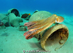 Swimming Octopus by Adolfo Maciocco 